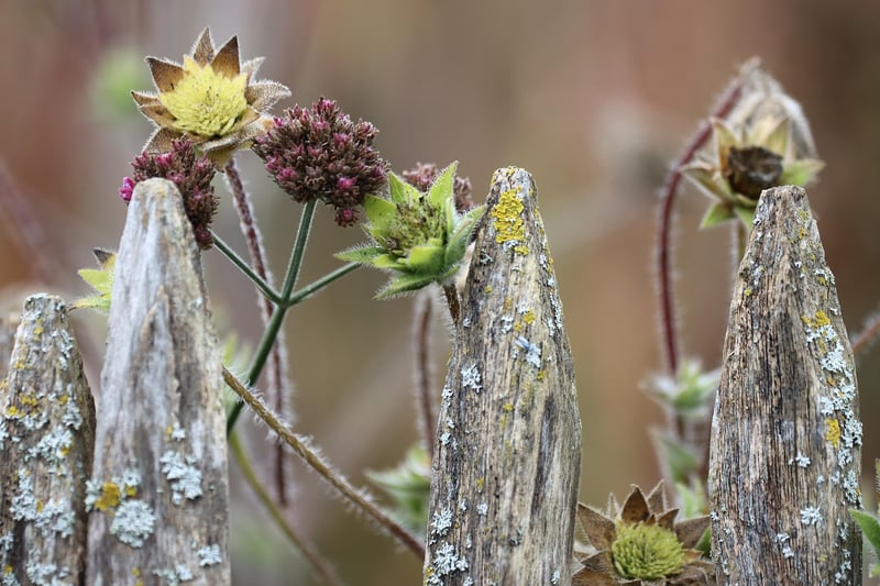 Garden with companion planting